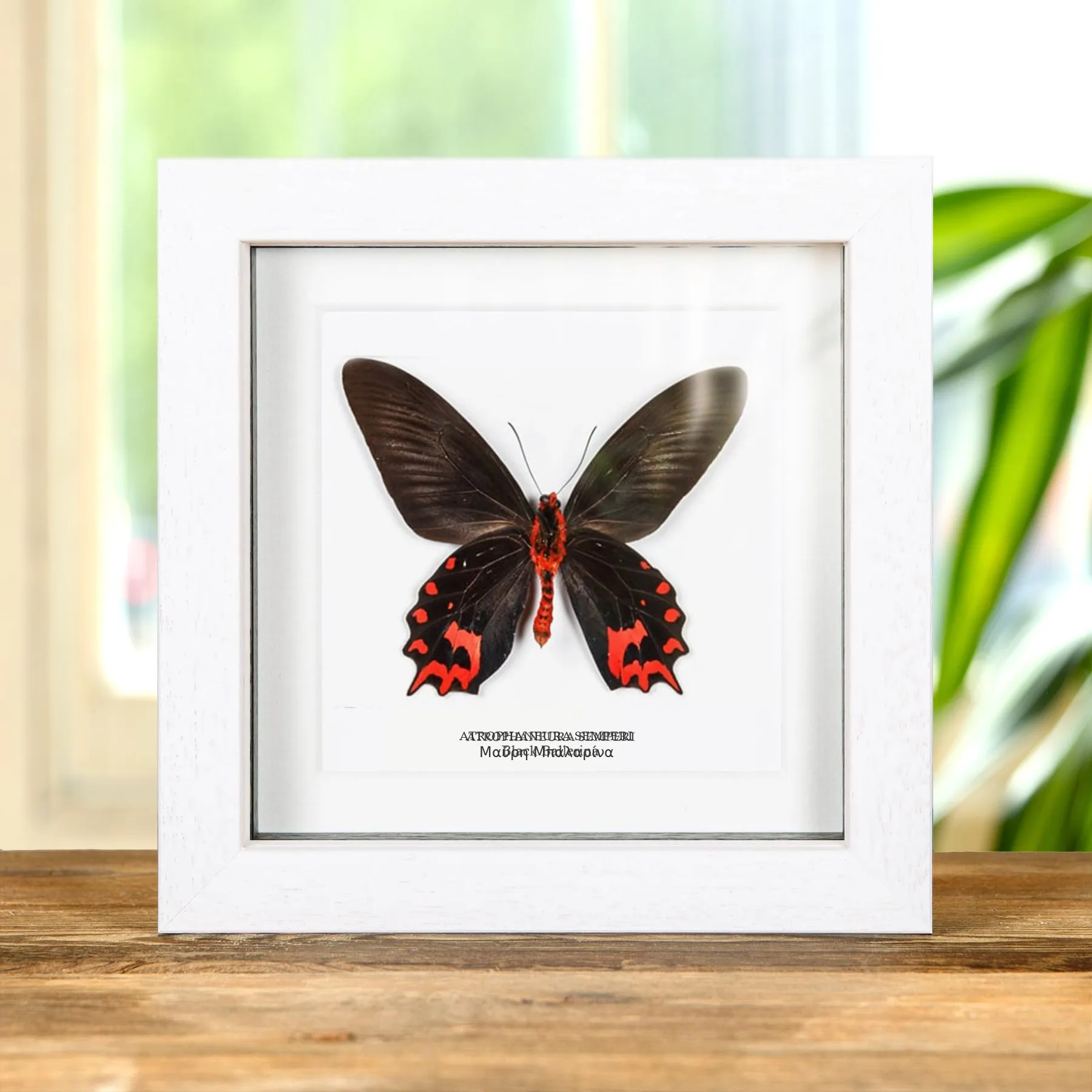 Minibeast Μαύρη Μπαλαρίνα Πεταλούδα Κάτω Πλευρά σε Κορνίζα (Atrophaneura semperi)