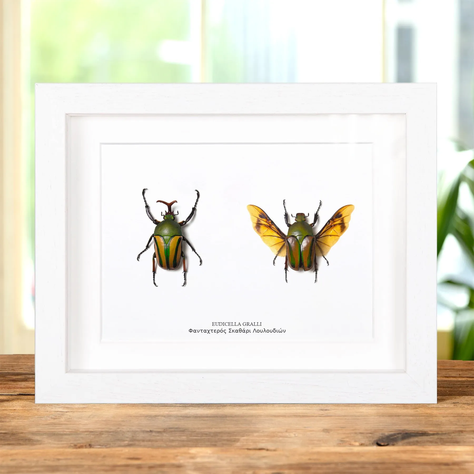 Minibeast Φανταχτερός Σκαθάρι Λουλουδιών Αρσενικό και Θηλυκό Ζευγάρι σε Κορνίζα (Eudicella gralli)