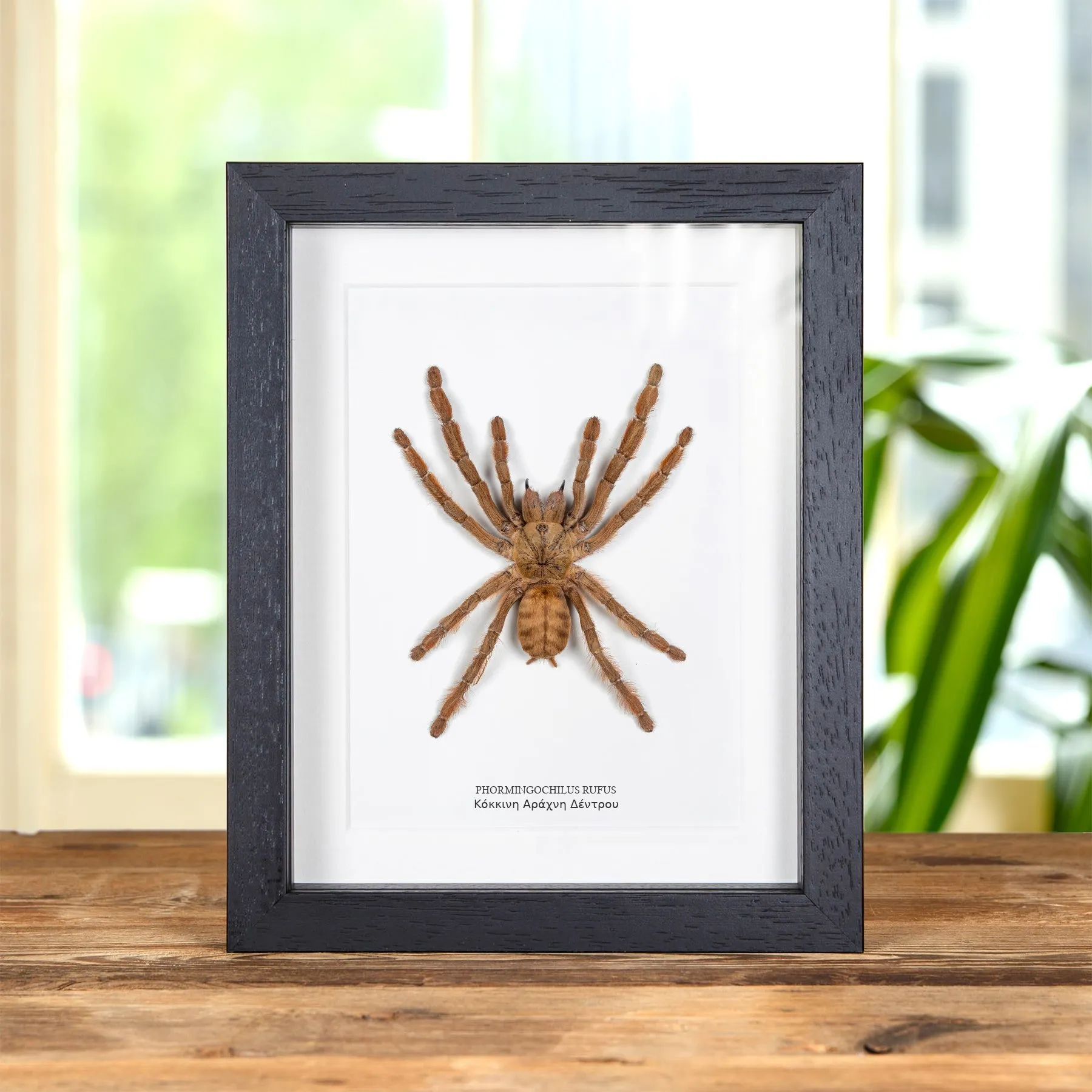 Minibeast Κόκκινη Αράχνη Δέντρου σε Κορνίζα (Phormingochilus rufus)