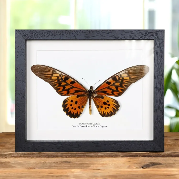 Mariposa Cola de Golondrina Africana Gigante en marco vitrina (Papilio antimachus)