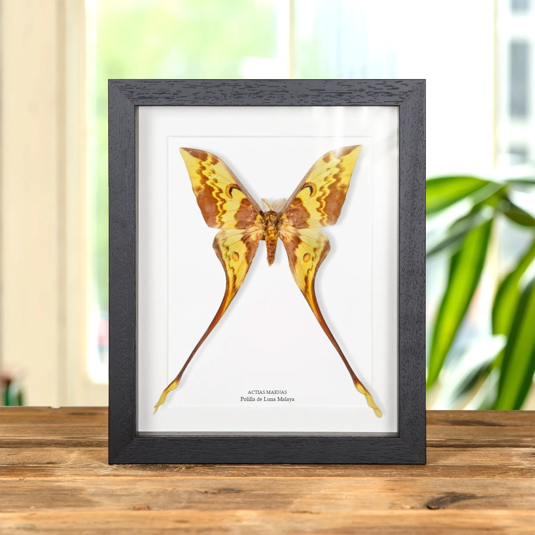 Minibeast Polilla de Luna Malaya en marco vitrina (Actias maenas)