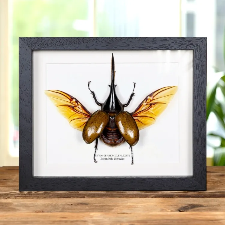 Escarabajo Hércules en marco vitrina (Dynastes hercules lichyi)
