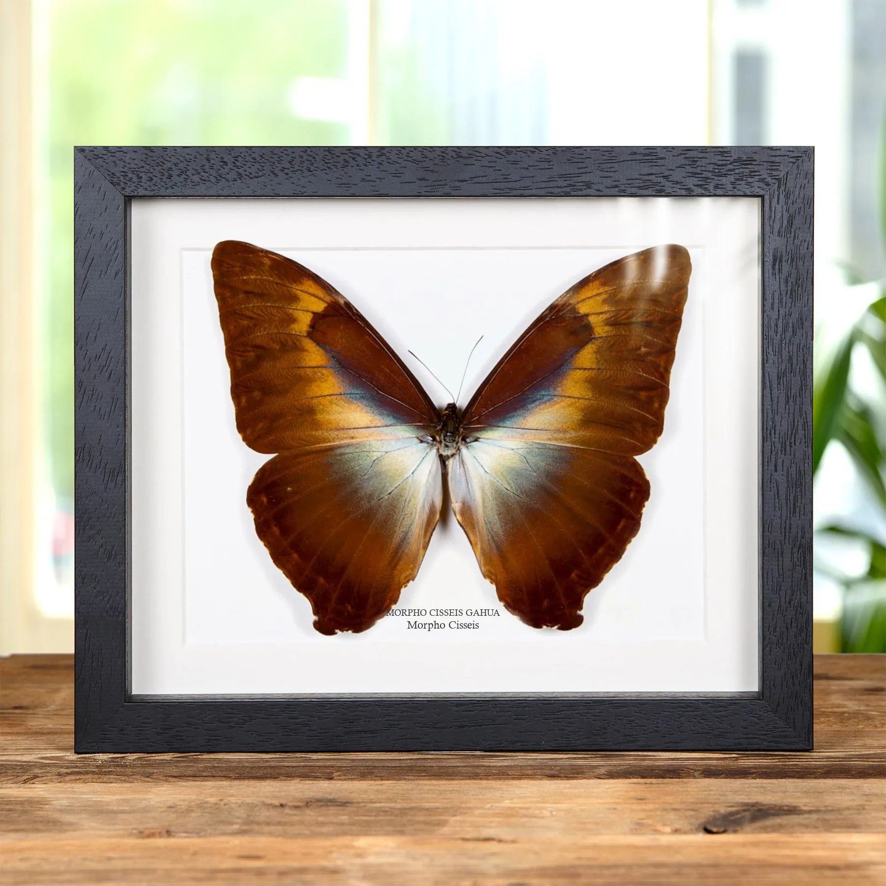 Minibeast Morpho Cisseis Mariposa de Forma Naranja en marco vitrina (Morpho cisseis gahua)