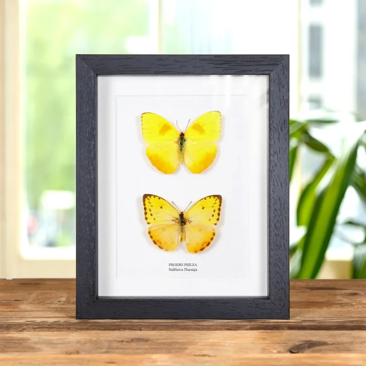 Pareja de mariposas azufre de bandas naranjas en marco vitrina (Phoebis philea)