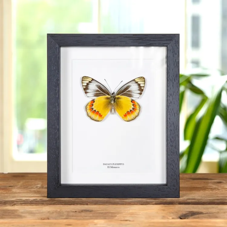 Delias Mariposa Lado Ventral en marco vitrina (Delias sambawana)