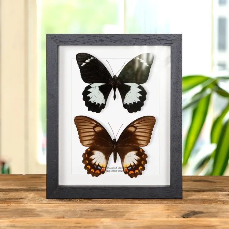 Pareja de mariposas cola de golondrina de los huertos, macho y hembra en marco vitrina (Papilio aegeus ormenus)