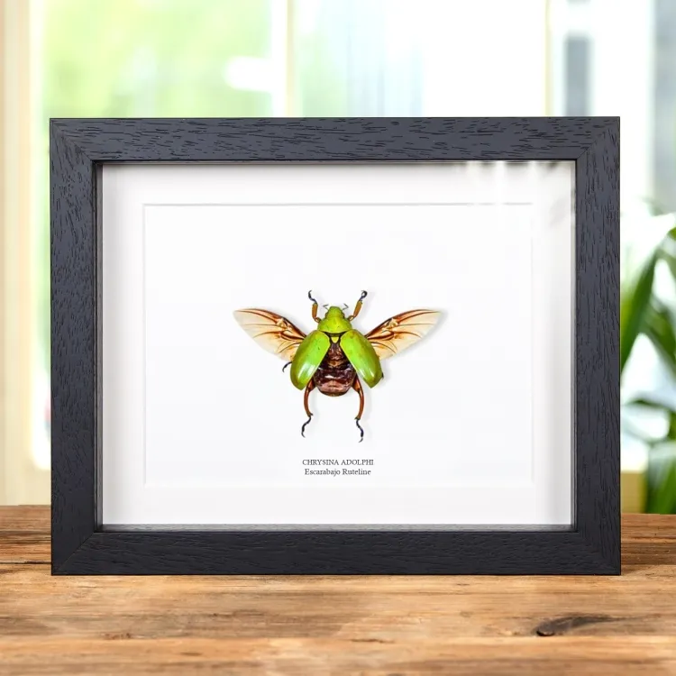 Escarabajo Ruteline en marco vitrina (Chrysina adolphi)