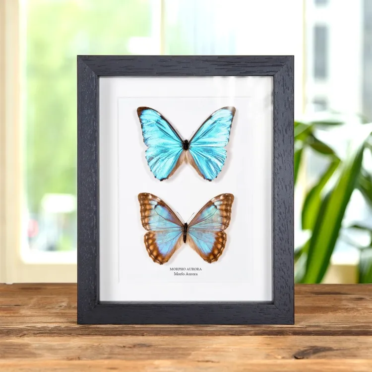 Pareja de Mariposas Morfo Aurora Macho y Hembra en marco vitrina (Morpho aurora)