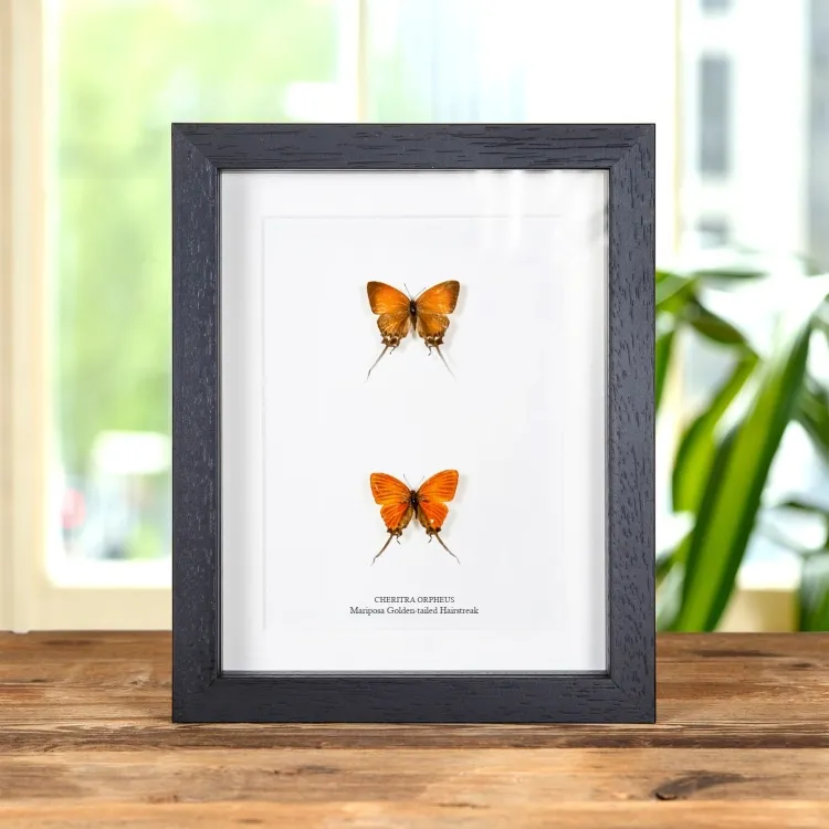 Mariposa Golden-Tailed Hairstreak en marco vitrina (Cheritra orpheus)