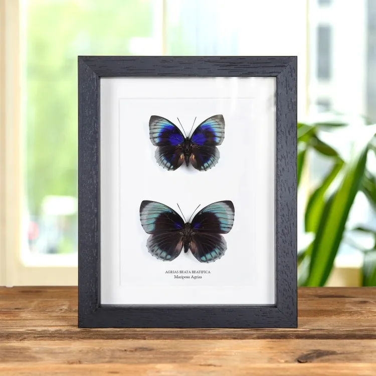 Par de Mariposas Agrias Macho y Hembra en marco vitrina (Agrias beata beatifica)