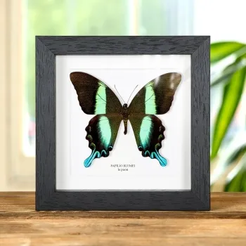 Le Papillon Paon dans un Cadre (Papilio blumei)