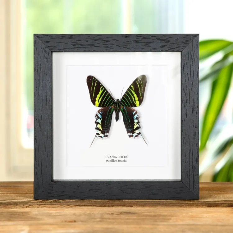 Papillon de nuit Urania à queue d’hirondelle dans un cadre (Urania leilus)
