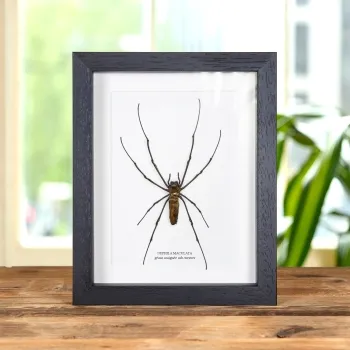 Araignée orbitèle dorée géante dans un cadre (Nephila maculata)