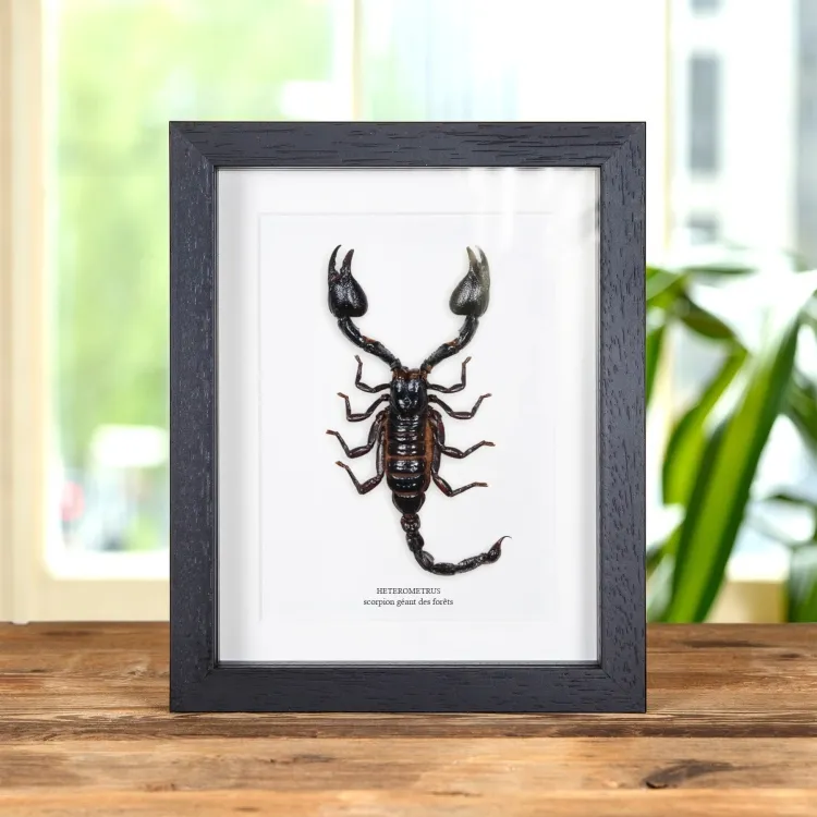 Scorpion Géant des Forêts dans un Cadre (Heterometrus)