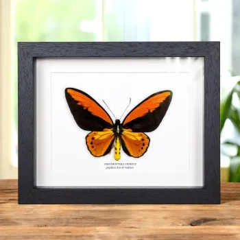 Papillon D'Or de Wallace dans un Cadre (Ornithoptera croesus)