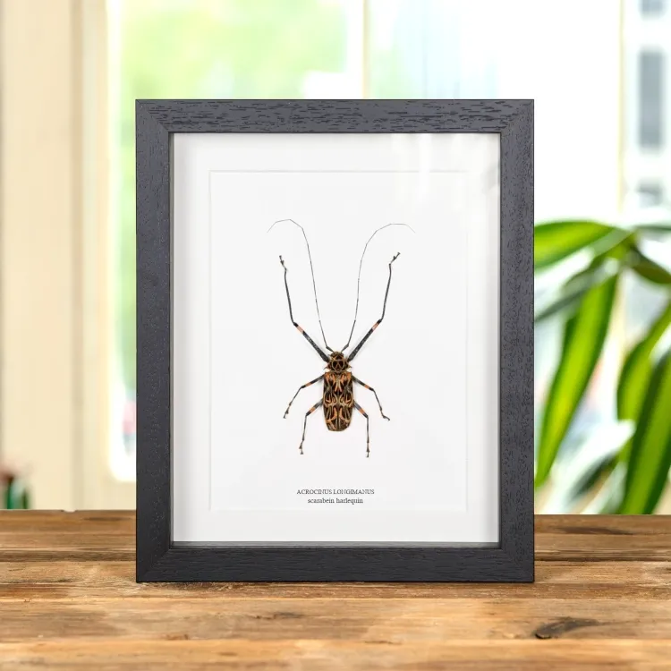 Coléoptère arlequin dans un cadre (Acrocinus longimanus)