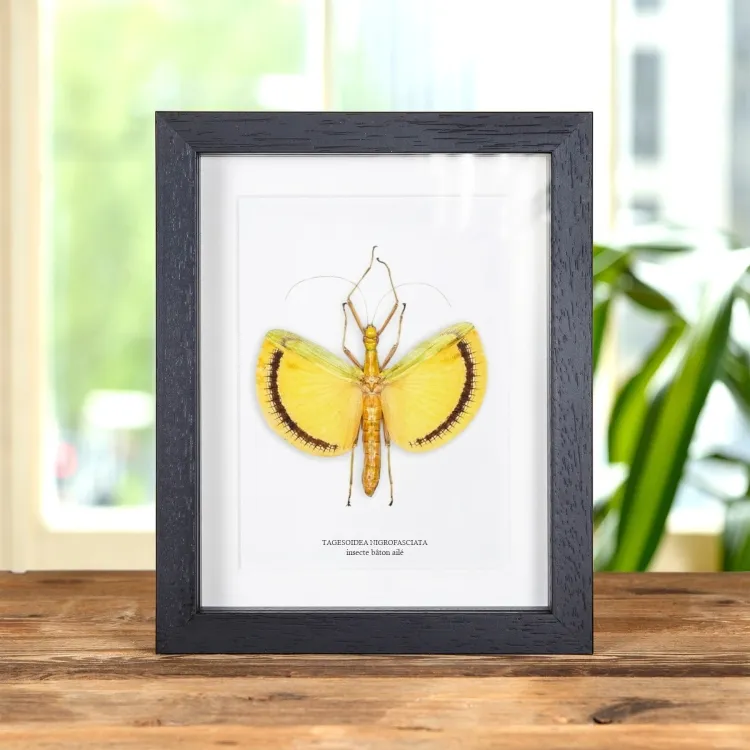 Insecte Bâton Ailé dans un Cadre (Tagesoidea nigrofasciata)