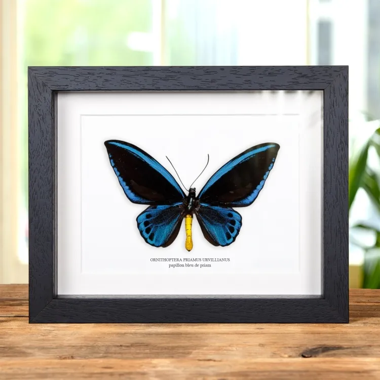 Papillon Bleu de Priam dans un Cadre (Ornithoptera priamus urvillianus)