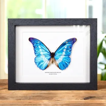Papillon Morpho Helena dans un Cadre (Morpho rhetenor helena)