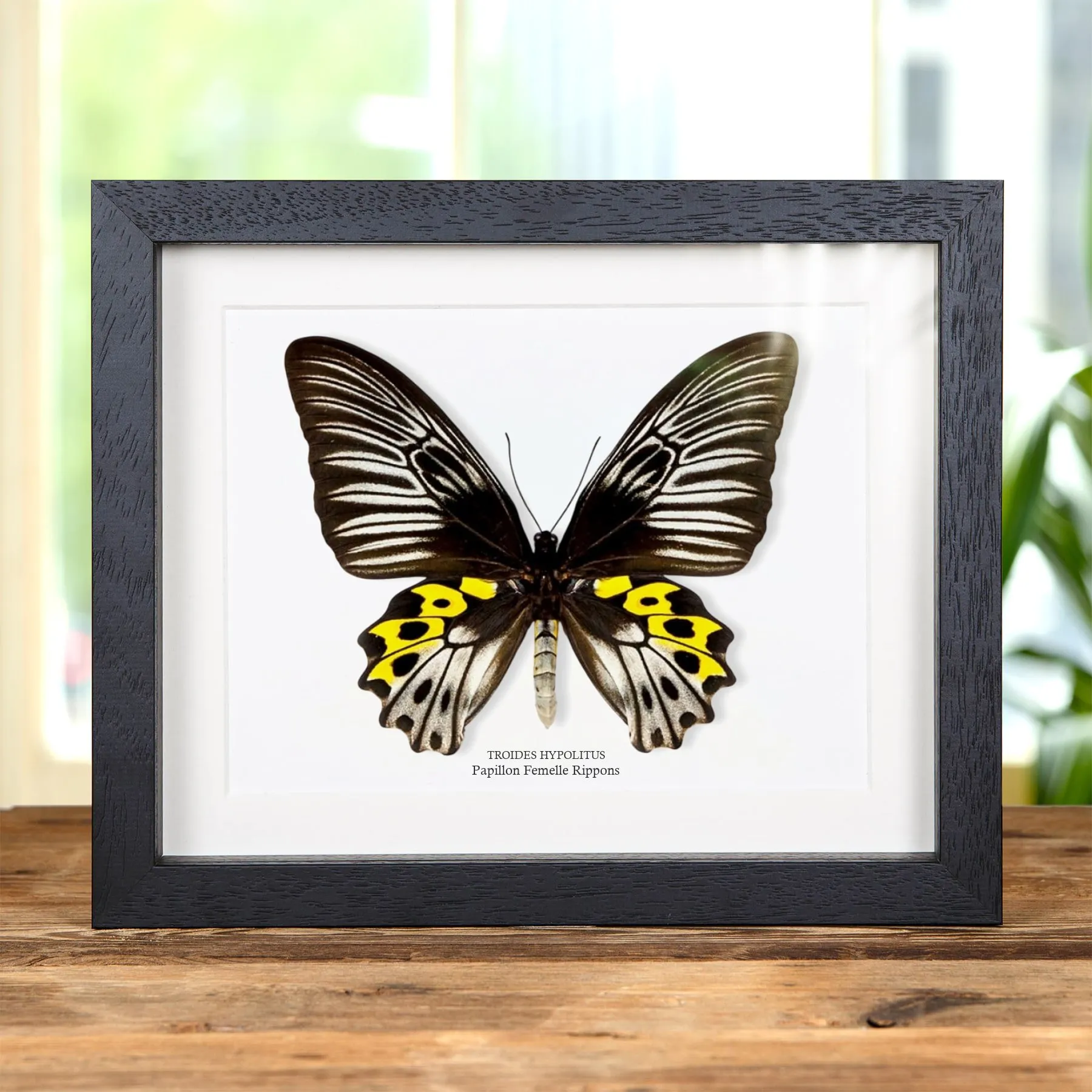 Minibeast Papillon Femelle Rippons dans un Cadre (Troides hypolitus)