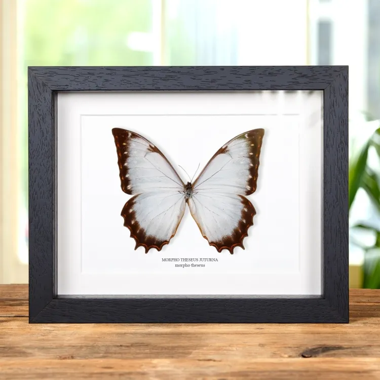 Papillon Morpho Theseus dans un Cadre (Morpho theseus juturna)