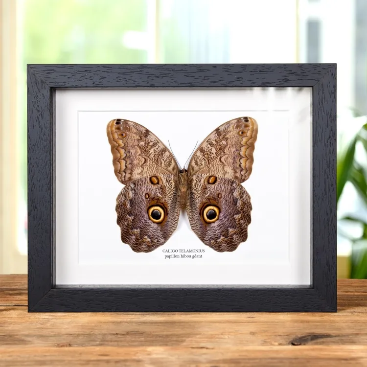 Papillon Hibou Géant dans un Cadre (Caligo telamonius)