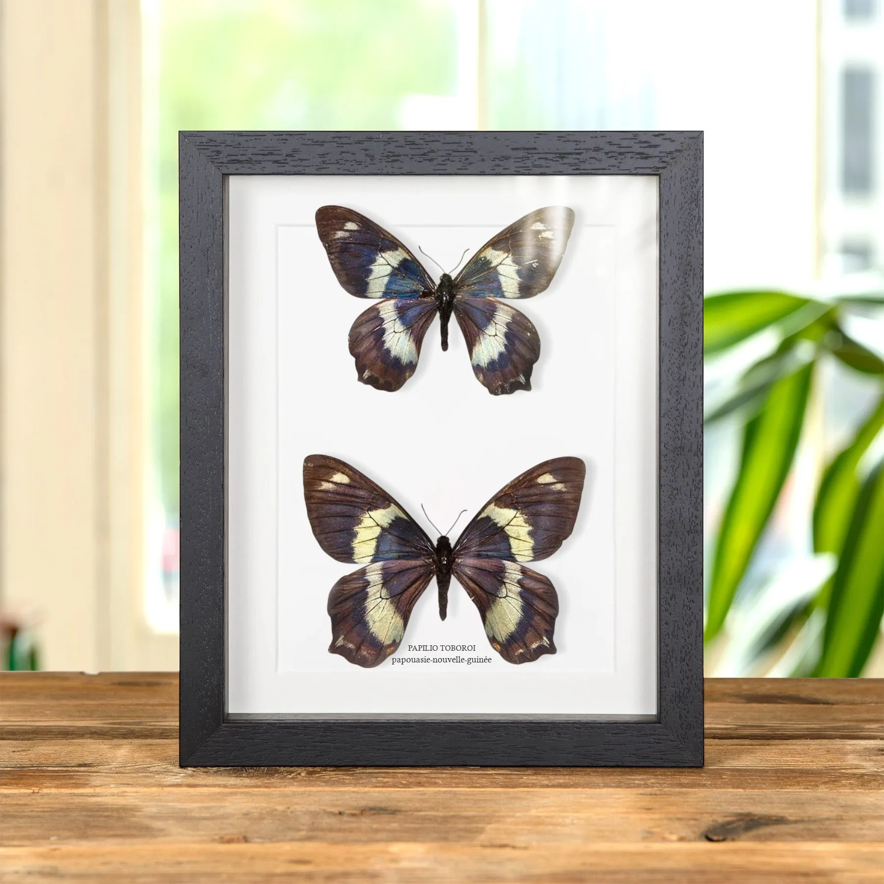 Minibeast Rare Papilio toboroi Papillon Male et Femelle couple des Îles Salomon dans un Cadre