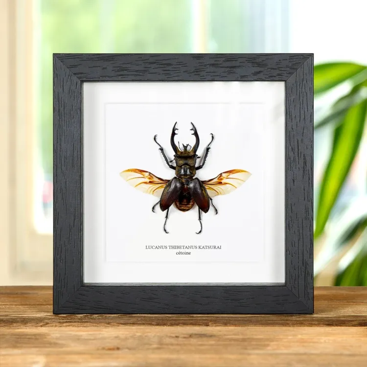 Lucane dans un cadre (Lucanus Thibetanus katsurai)