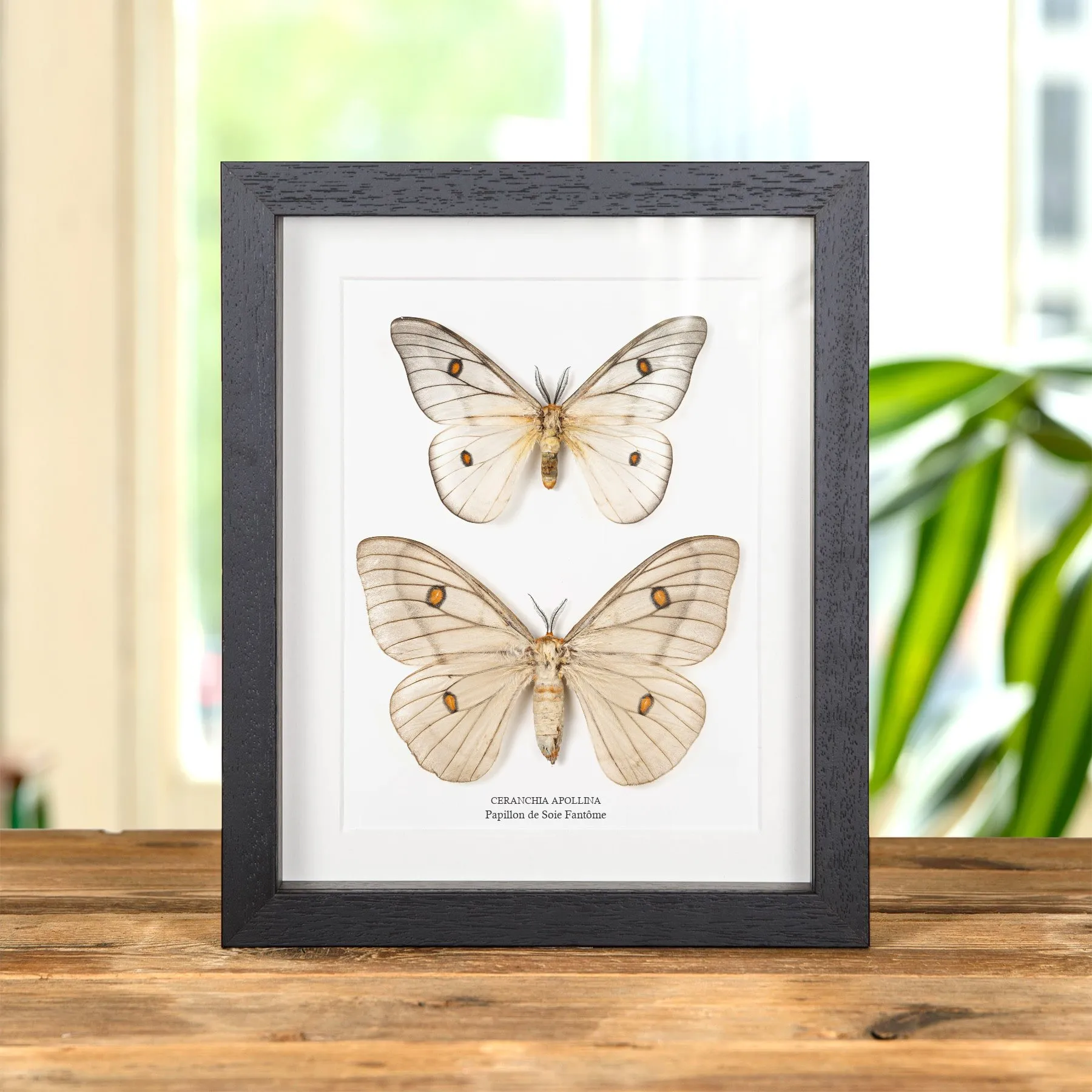 Minibeast Papillon de Soie Fantôme Mâle et Femelle couple dans un Cadre (Ceranchia apollina)