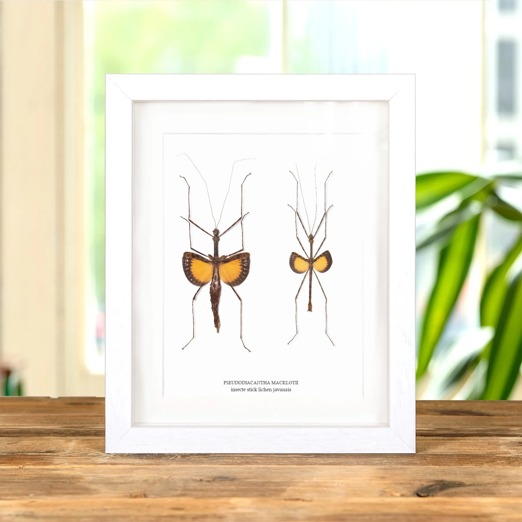 Minibeast Insecte Stick Lichen Javanais Mâle et Femelle couple dans un Cadre (Pseudodiacantha macklotii)