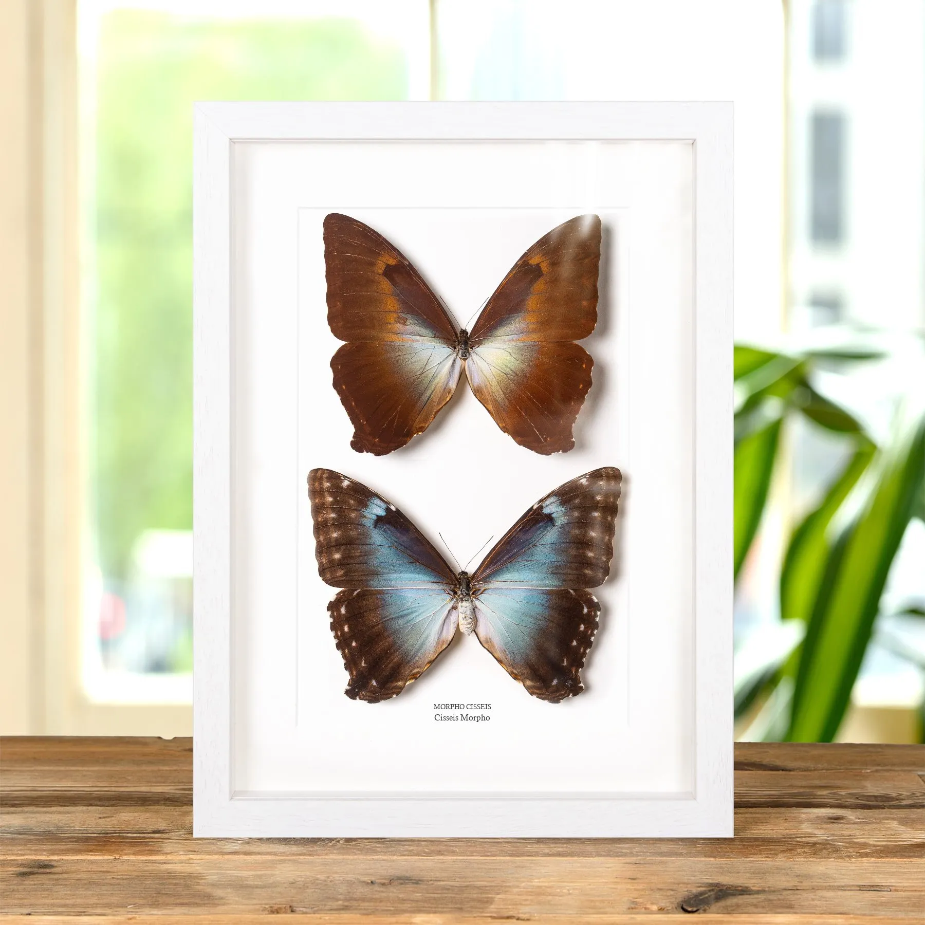 Minibeast Cisseis Morpho Papillon Mâle et Femelle couple dans un Cadre (Morpho cisseis)