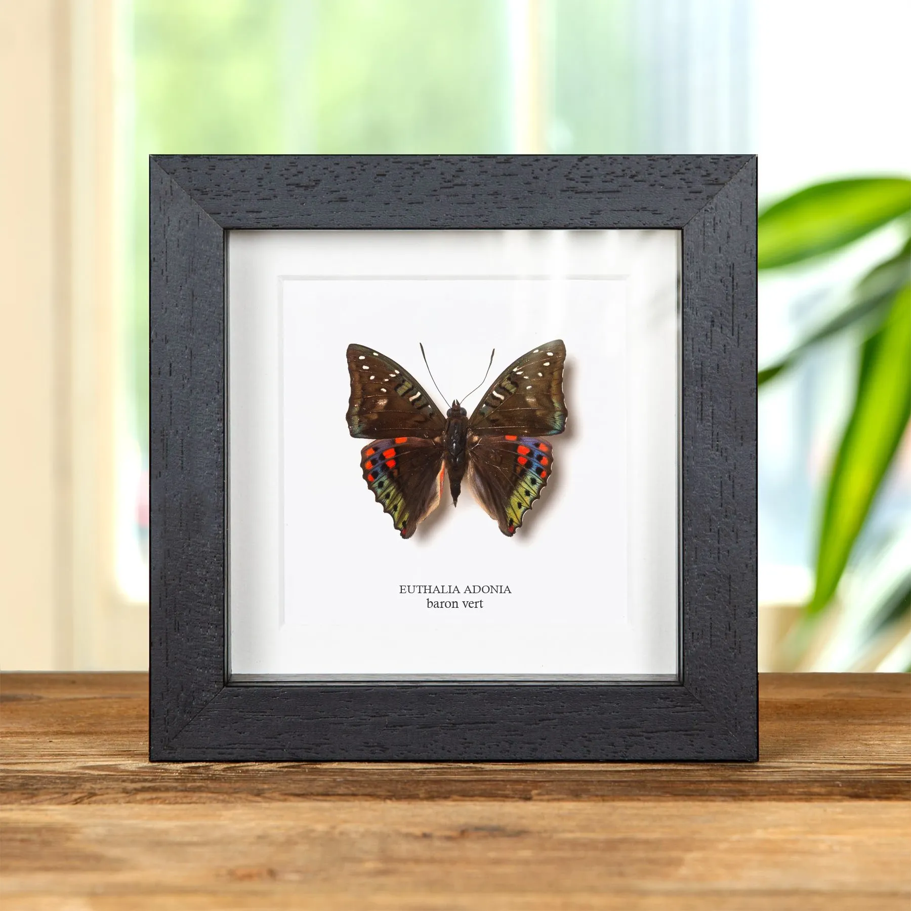 Minibeast Papillon Baron Vert dans un Cadre (Euthalia adonia)
