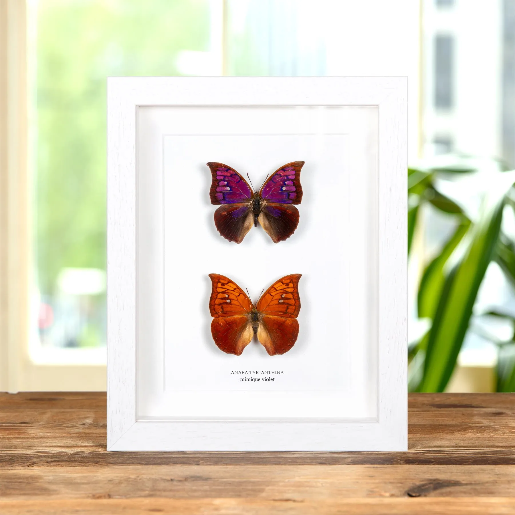 Minibeast Papillon Mimique Violet Mâle et Femelle couple dans un Cadre (Anaea tyrianthina)