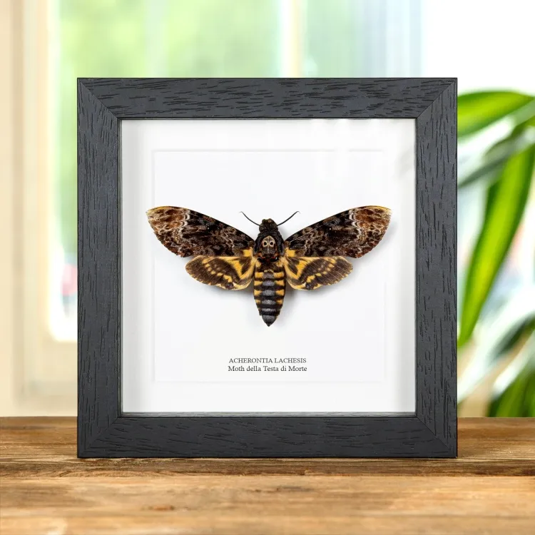Moth Della Testa Di Morte In Cornice (Acherontia lachesis)