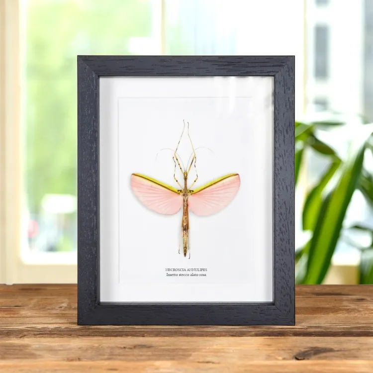 Insetto Stecco Alato Rosa in Cornice (Necroscia annulipes)