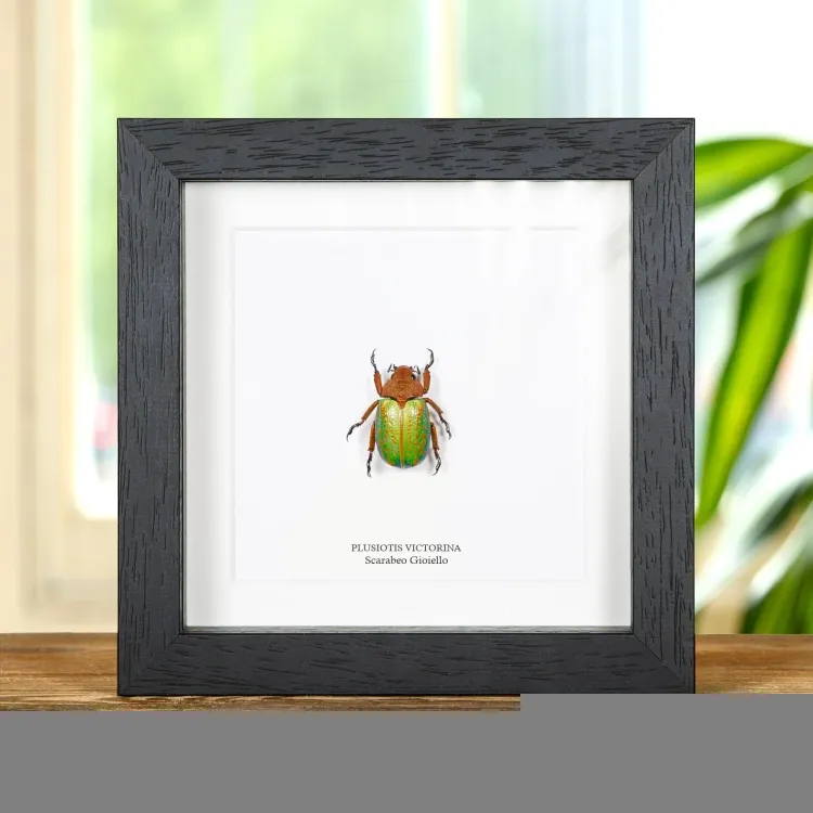 Scarabeo Gioiello in Cornice (Plusiotis victorina)