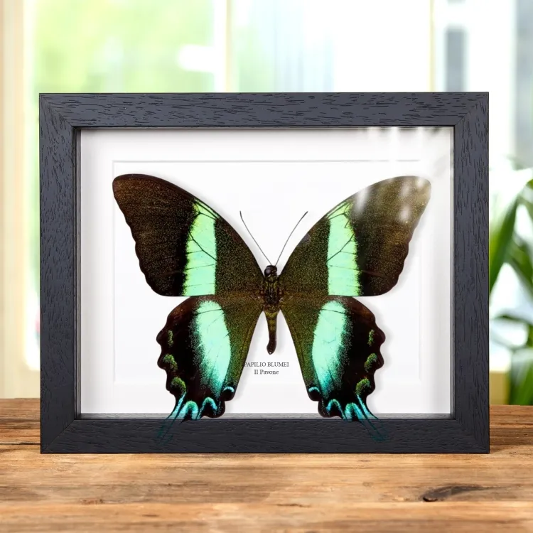 XL Farfalla Pavone In Cornice (Papilio blumei)