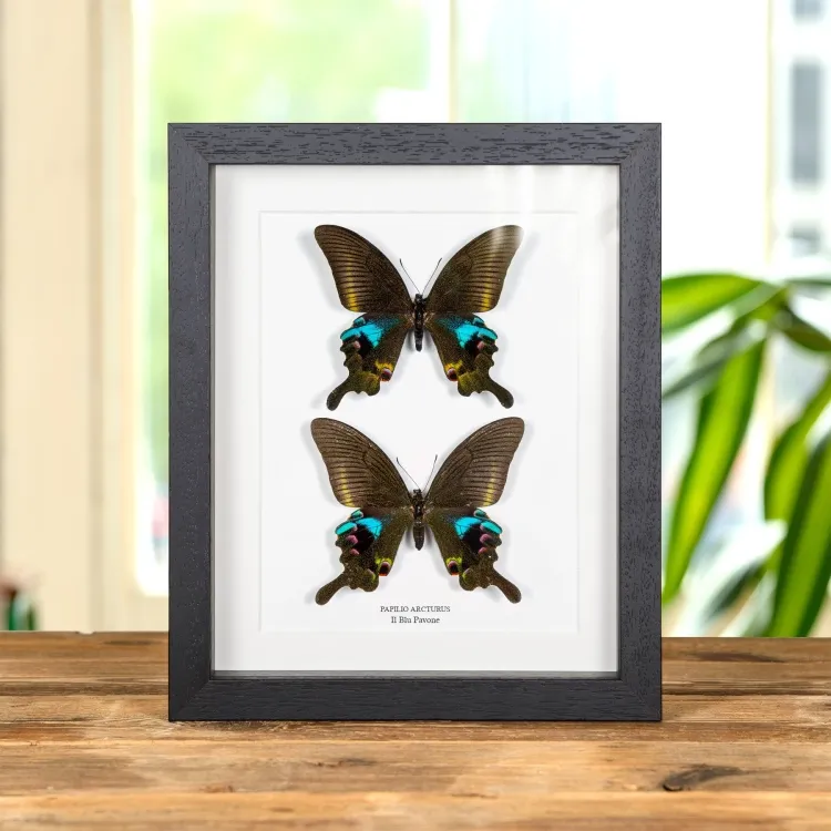 La Farfalla Blu Pavone Maschio & Femmina Pair In Cornice (Papilio arcturus)