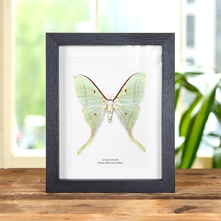 Falena Femmina Indiana Della Luna In Cornice (Actias selene)