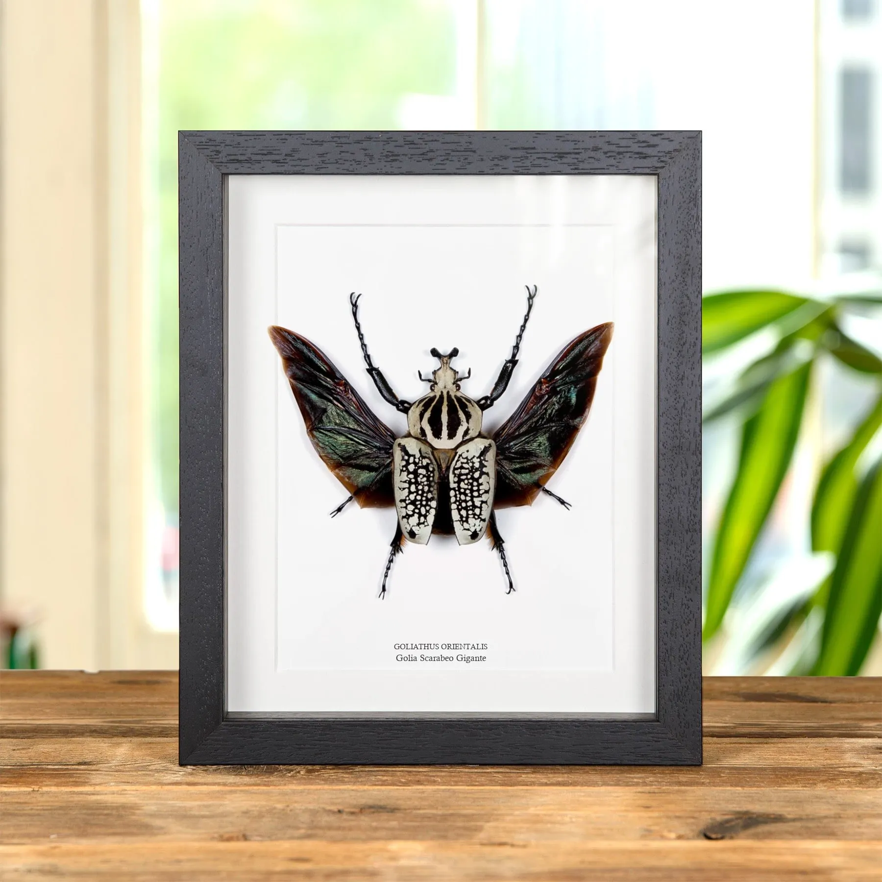 Minibeast Grosso Scarabeo Golia in Cornice (Goliathus orientalis)