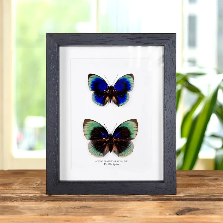 Agrias Butterfly Maschio & Femmina Pair In Cornice (Agrias beatifica lachaume)