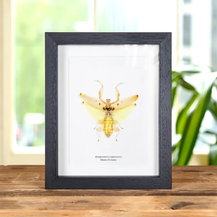 Mantis Orchidea In Cornice (Hymenopus coronatus)