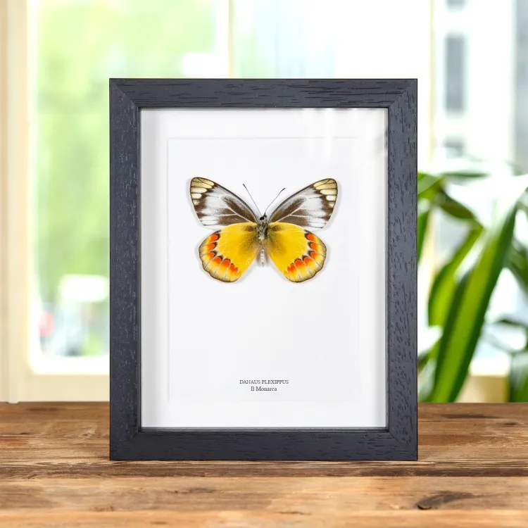 Farfalla Monarca Maschio e Femmina in Cornice (Danaus plexippus)
