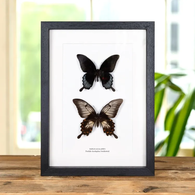 Coppia Di Farfalle Ascalaphus Swallowtail Maschio & Femmina In Cornice (Papilio ascalaphus)