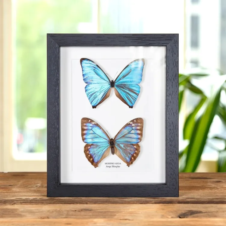 Aega Morpho Butterfly Maschio & Femmina Pair In Cornice (Morpho aega)