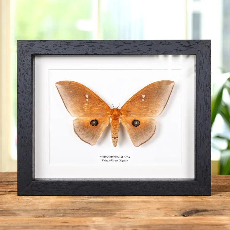 Giant Silkmoth In Cornice (Pseudobunaea alinda)