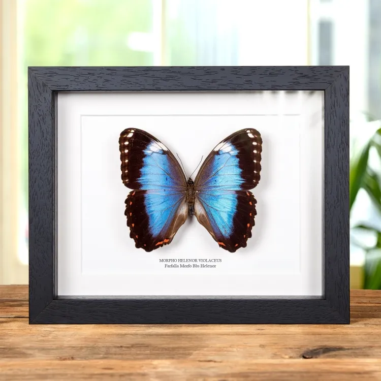 Farfalla Morfo Blu Helenor In Cornice (Morpho helenor violaceus)