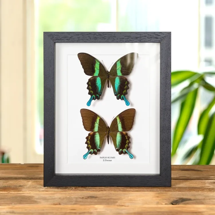 La Farfalla Pavone Maschio & Femmina In Cornice (Papilio blumei)