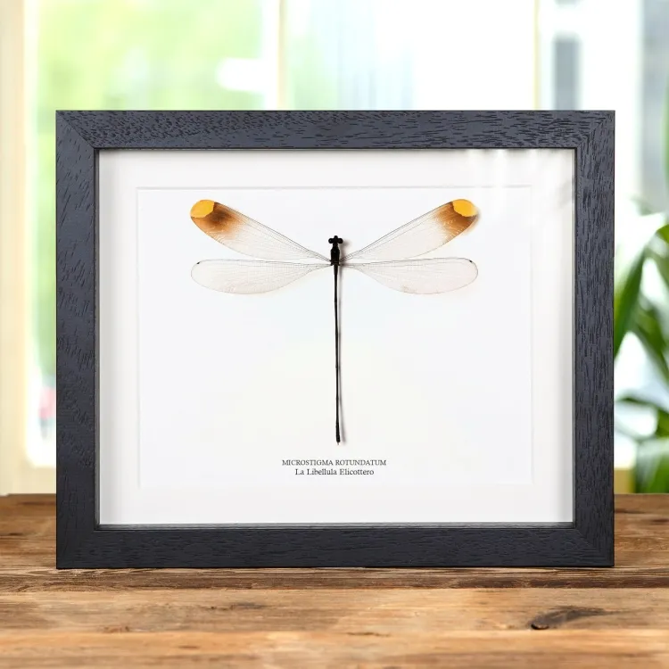 La Libellula Elicottero In Cornice (Microstigma rotundatum)