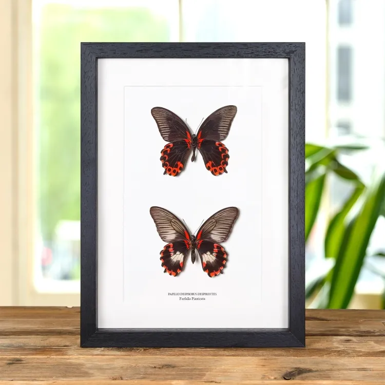 Farfalla Swallowtail Maschio & Femmina Pair In Cornice (Papilio deiphobus deiphontes)